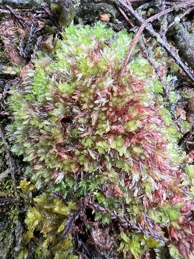 Sphagnum photo 8