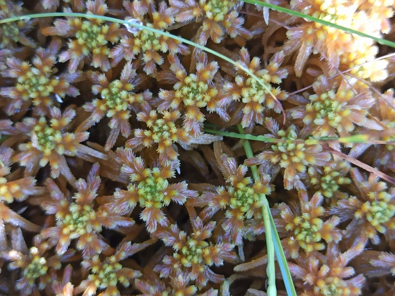 Sphagnum