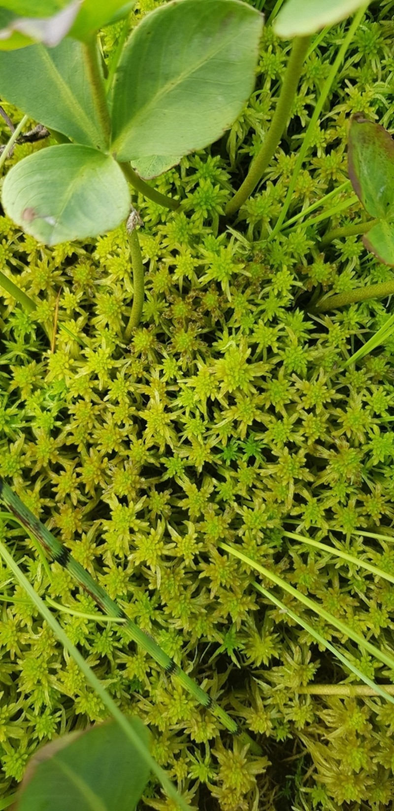 Sphagnum photo 2