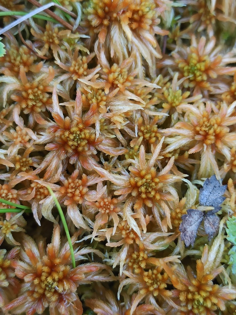 Sphagnum photo 3