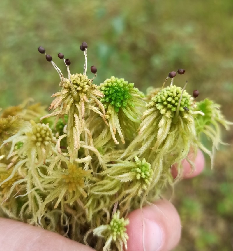 Sphagnum photo 5