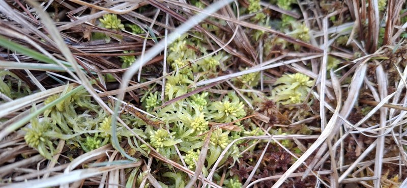 Sphagnum photo 6