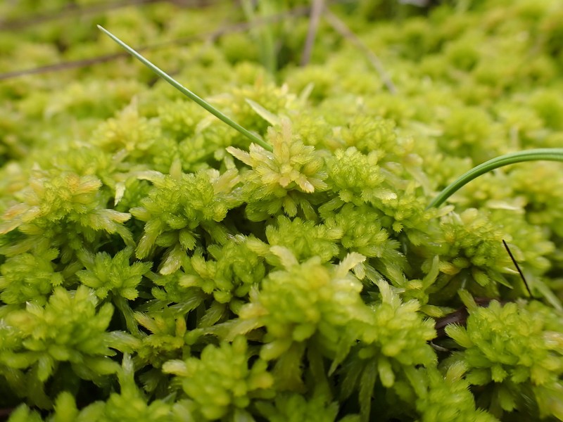 Sphagnum photo 7