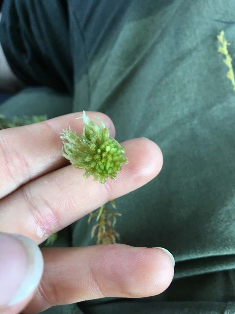 Sphagnum photo 8