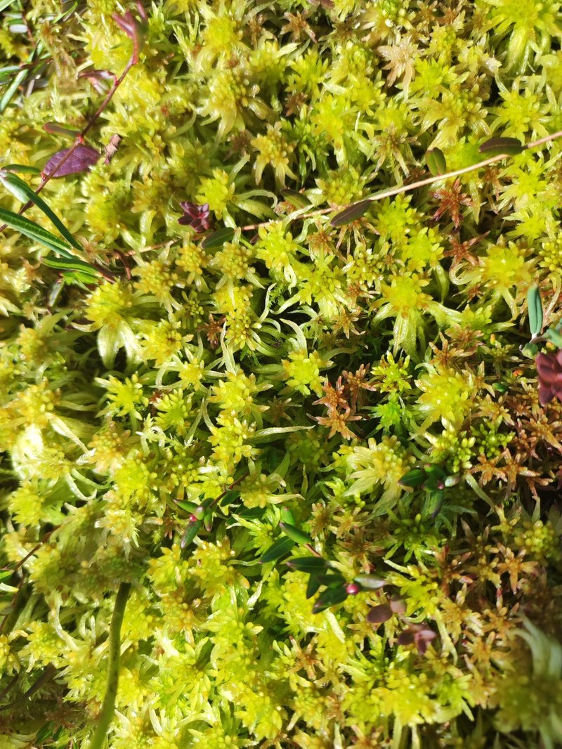 Sphagnum