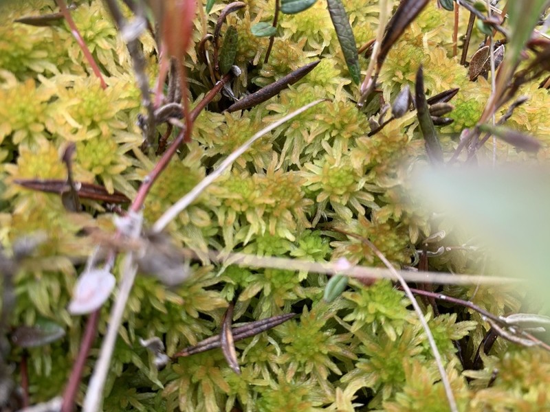 Pacific Sphagnum