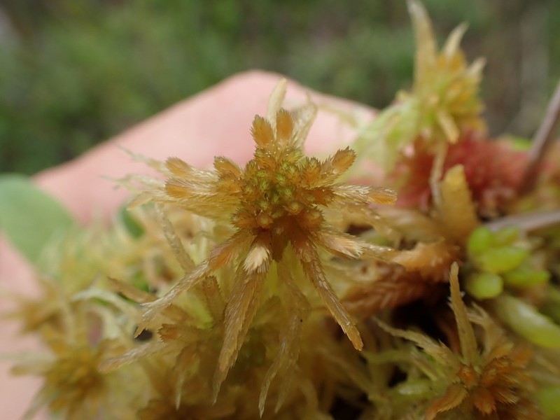 Pacific Sphagnum photo 2