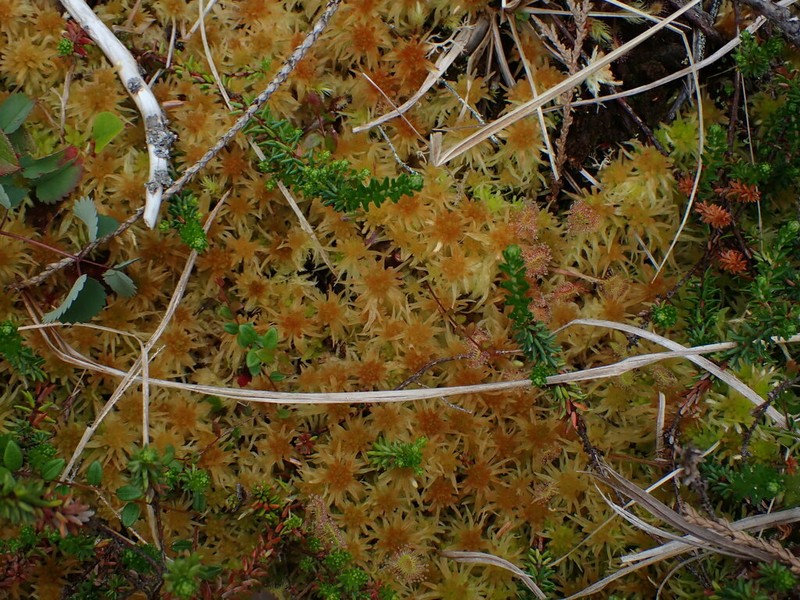 Pacific Sphagnum photo 3