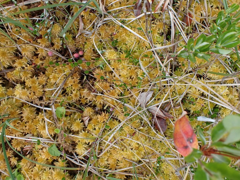 Pacific Sphagnum photo 4