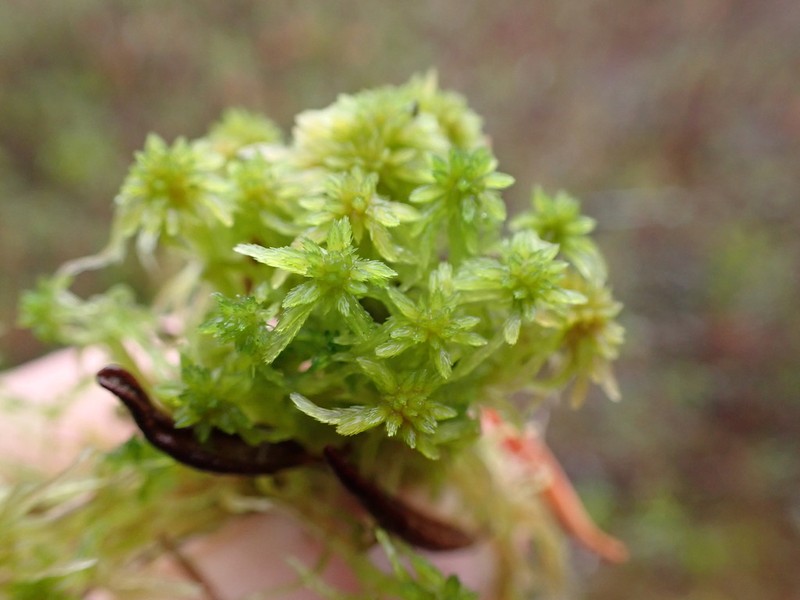 Pacific Sphagnum photo 5