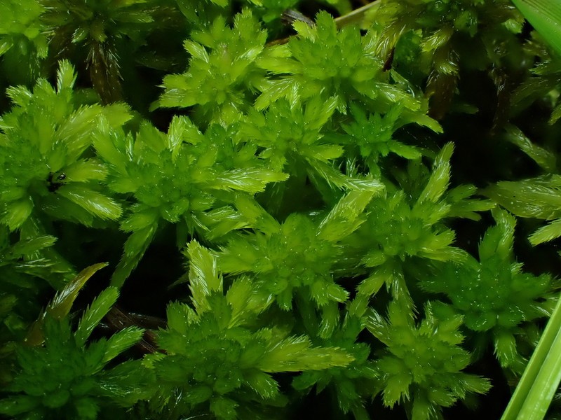 Pacific Sphagnum photo 6