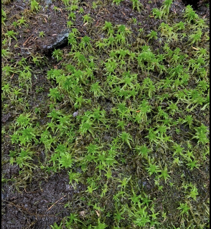 Pacific Sphagnum photo 7