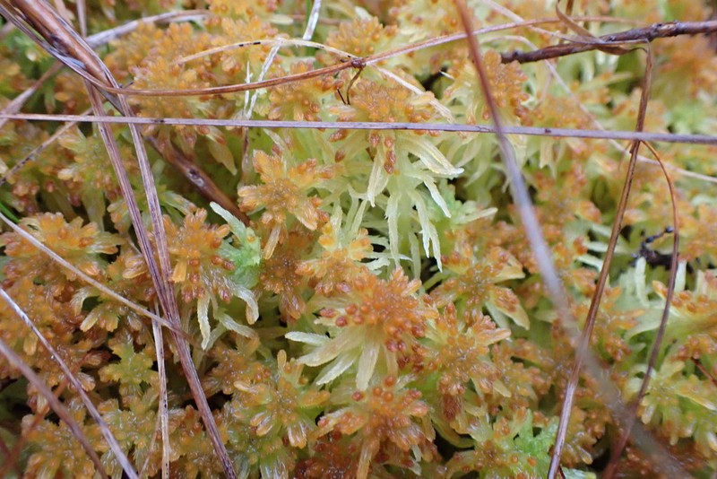 Pacific Sphagnum photo 8