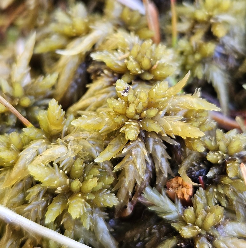Prairie Sphagnum photo 4
