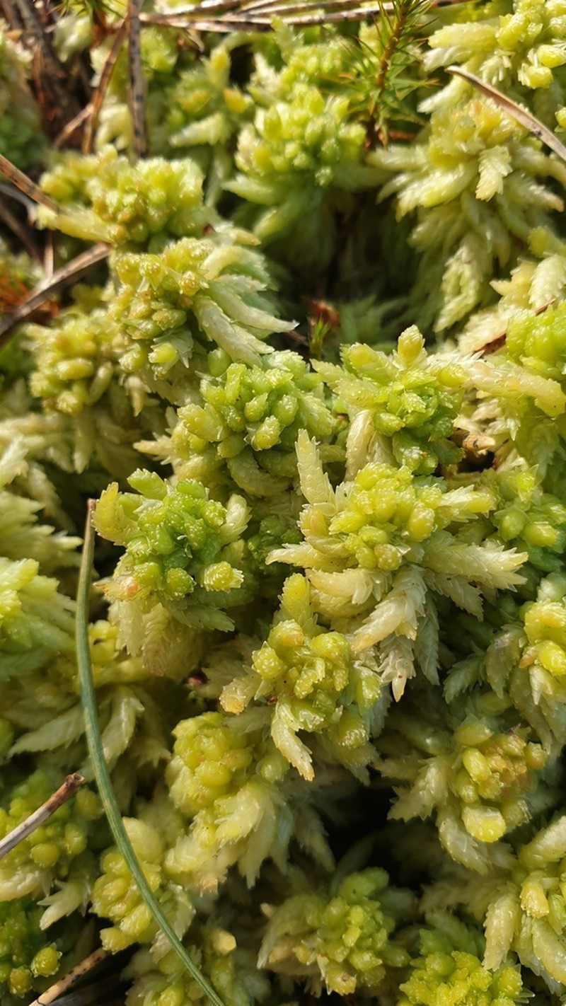 Prairie Sphagnum photo 6