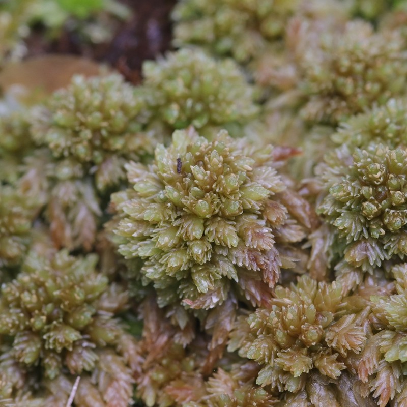 Prairie Sphagnum photo 7