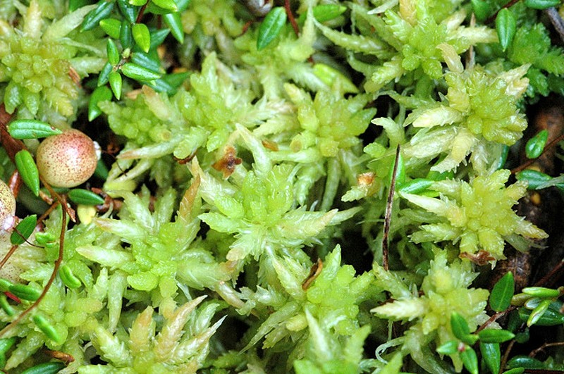 Prairie Sphagnum