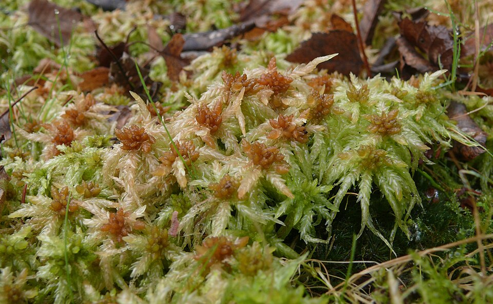 Prairie Sphagnum photo 4
