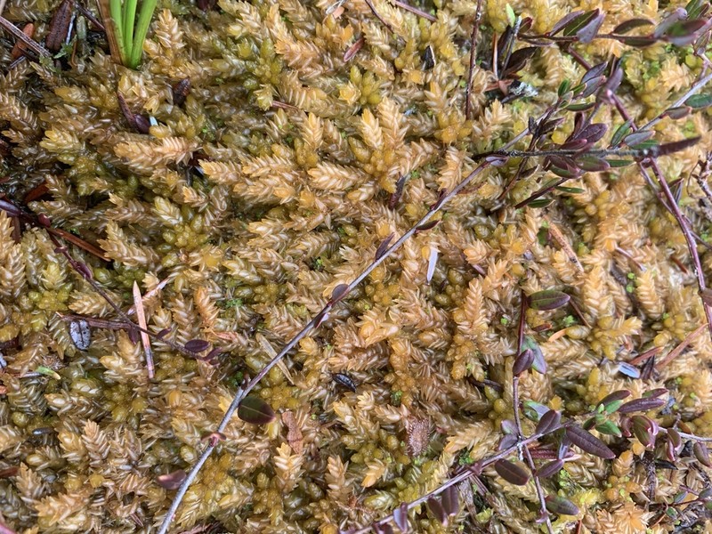 Papillose Sphagnum photo 2