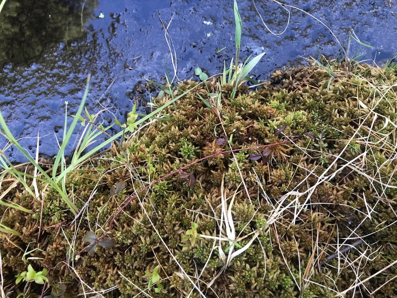 Papillose Sphagnum photo 3