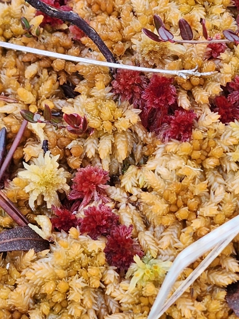 Papillose Sphagnum photo 4