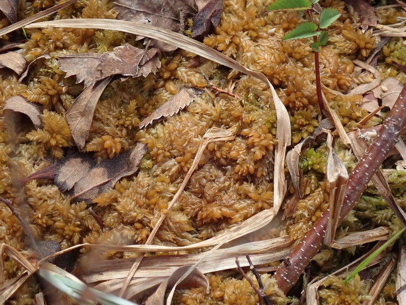Papillose Sphagnum photo 5