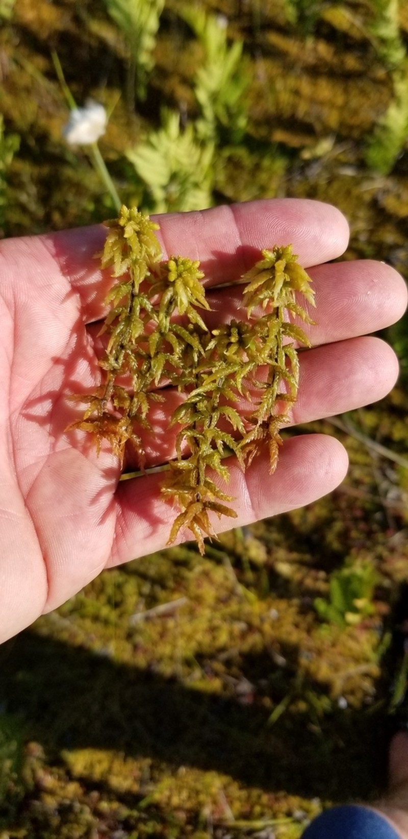 Papillose Sphagnum photo 6