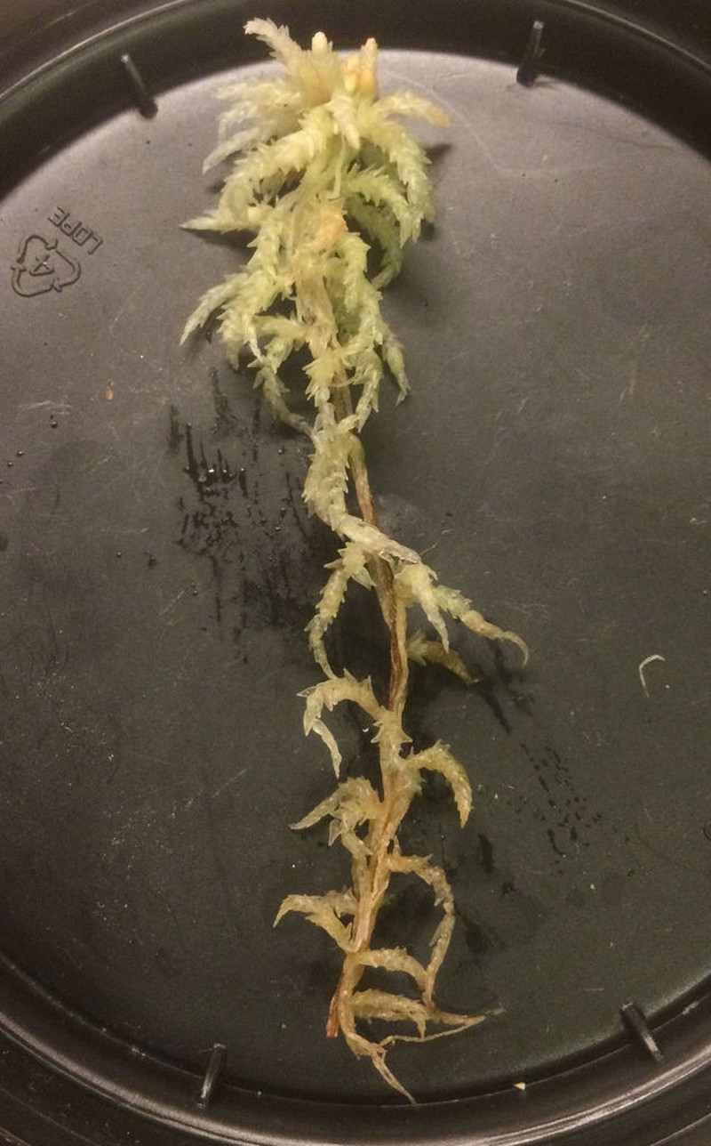 Papillose Sphagnum photo 7