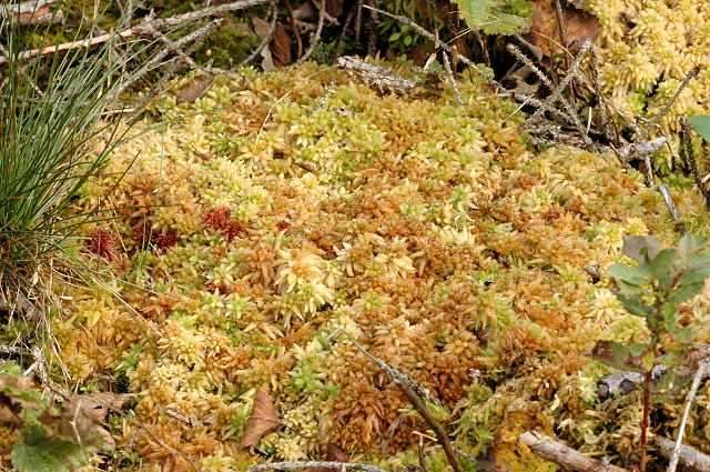 Papillose Sphagnum
