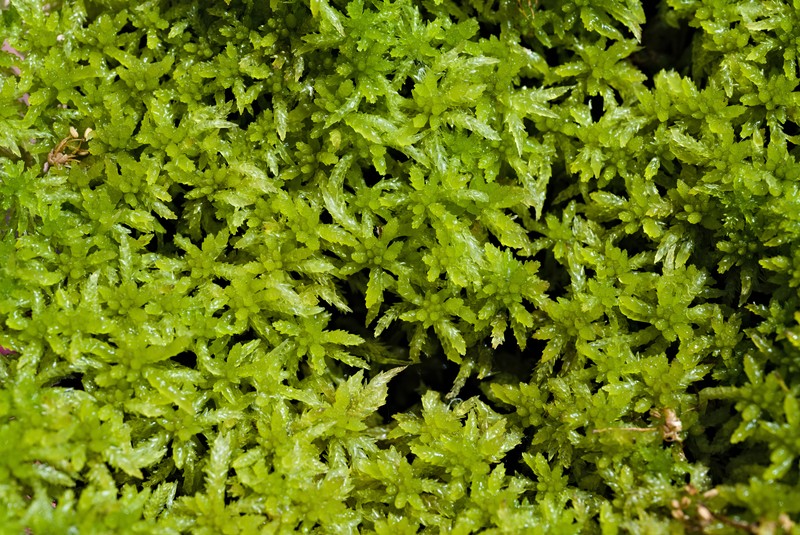 Papillose Sphagnum photo 2