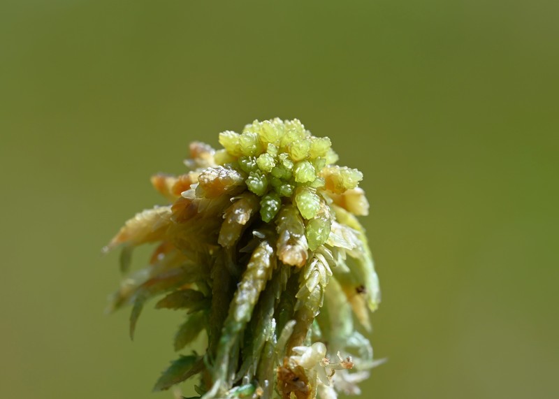 Papillose Sphagnum photo 3