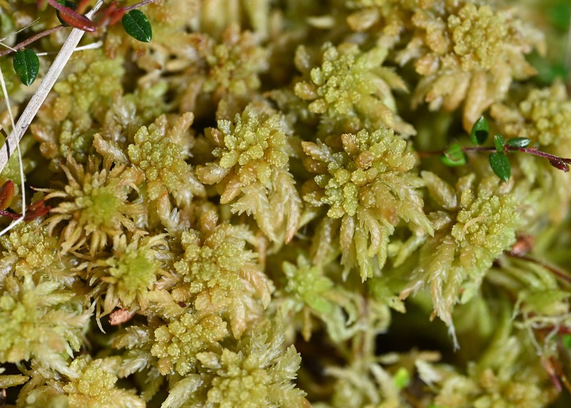 Papillose Sphagnum photo 4