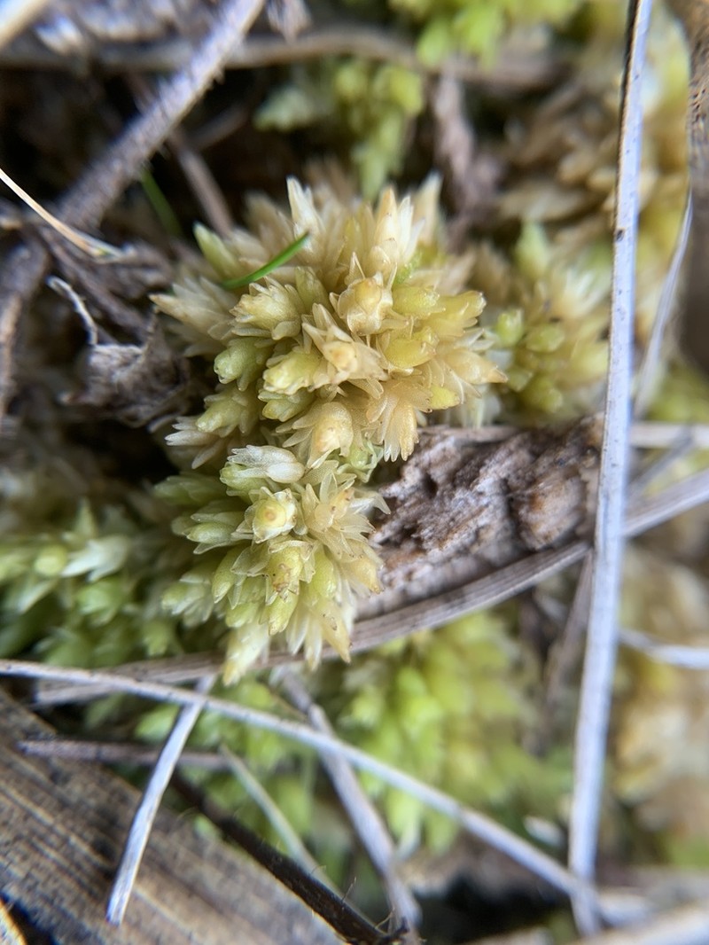 Sphagnum