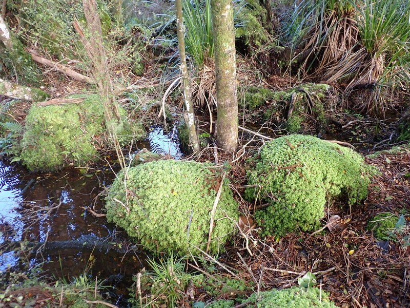 Sphagnum photo 2