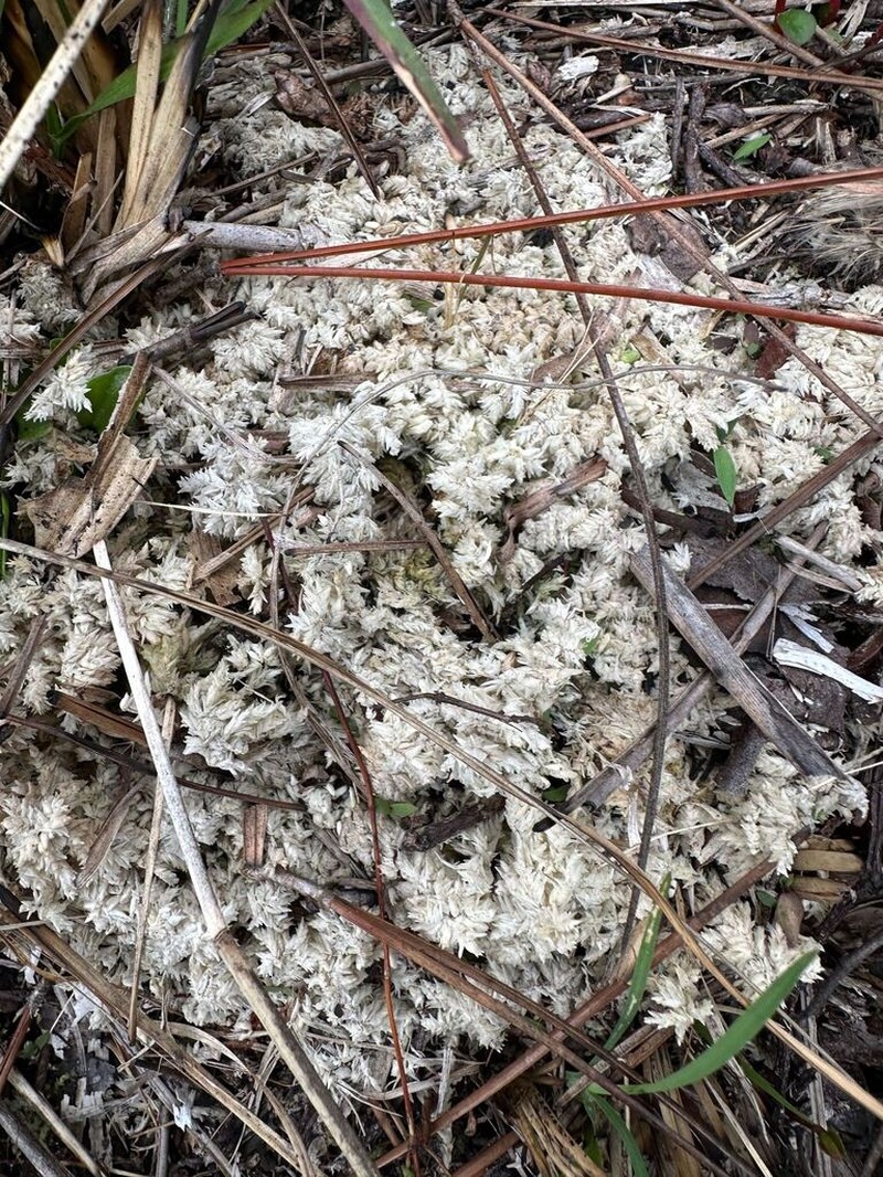 Sphagnum photo 3