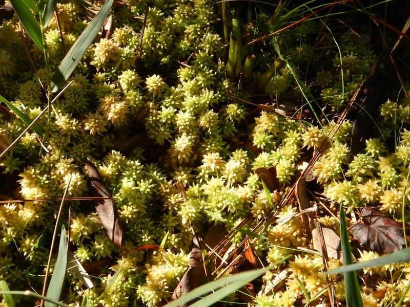 Sphagnum photo 4