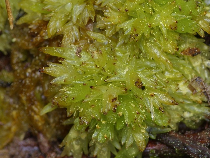 Sphagnum photo 5