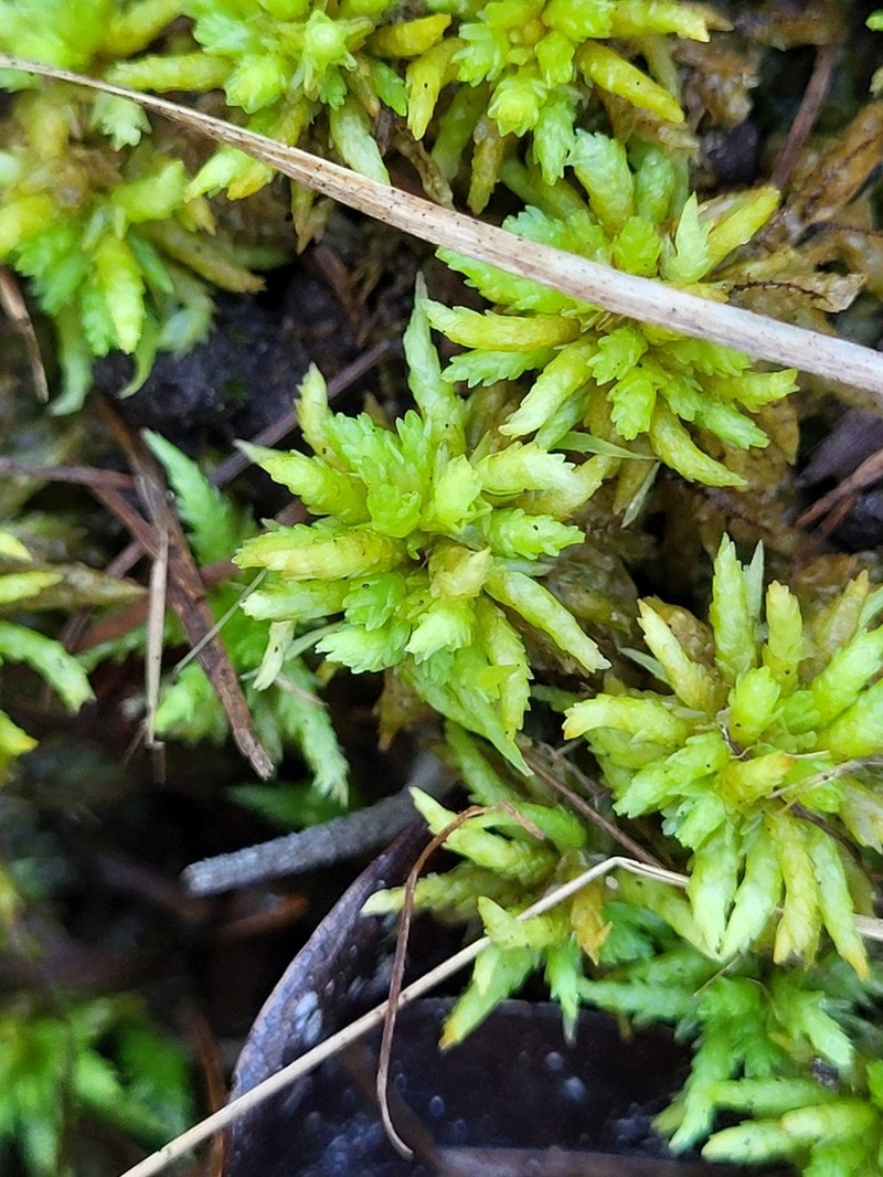 Sphagnum photo 6
