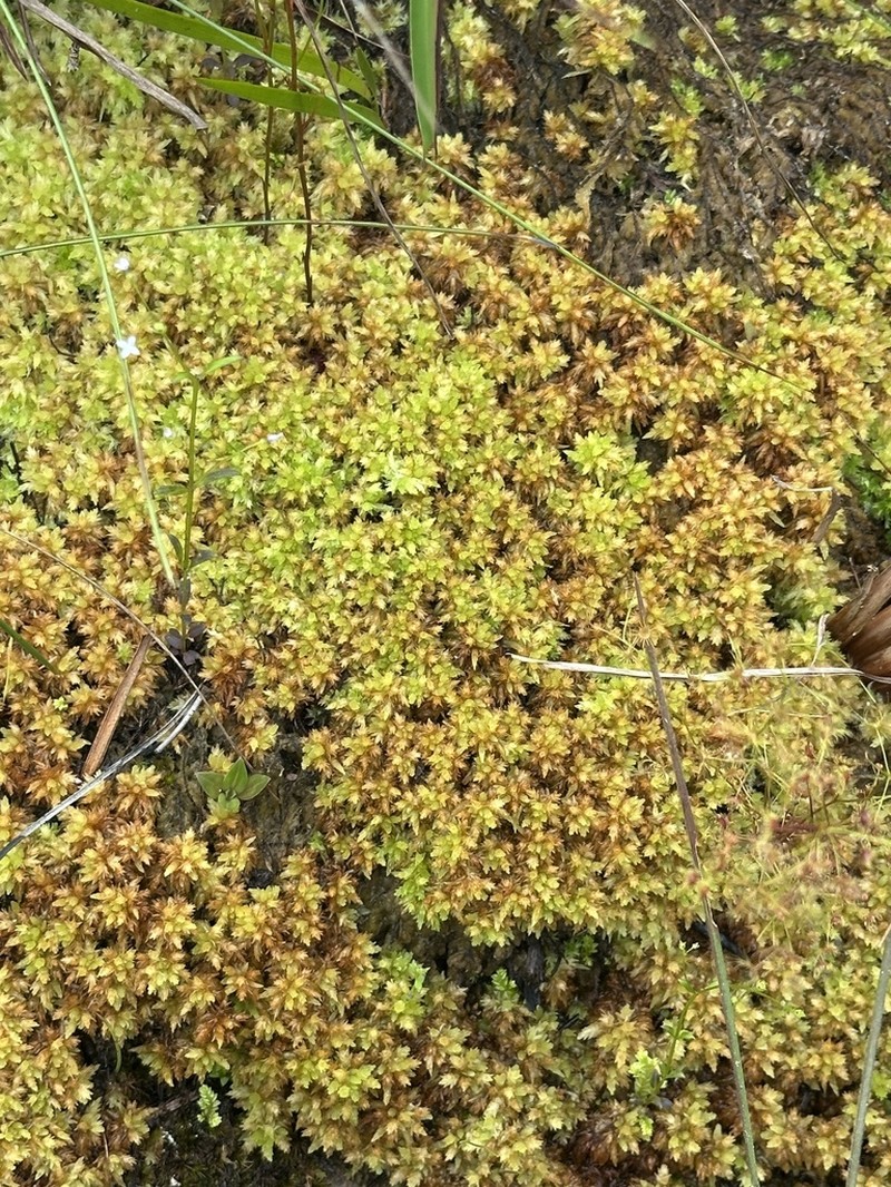 Sphagnum photo 7