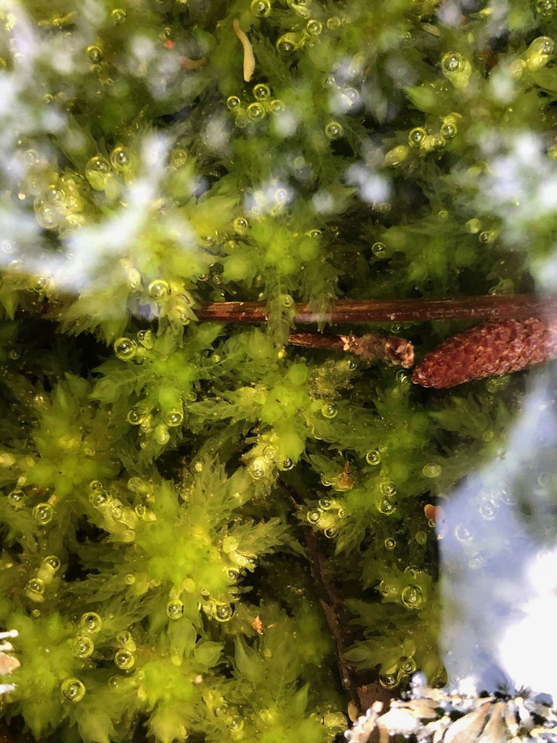 Sphagnum photo 8