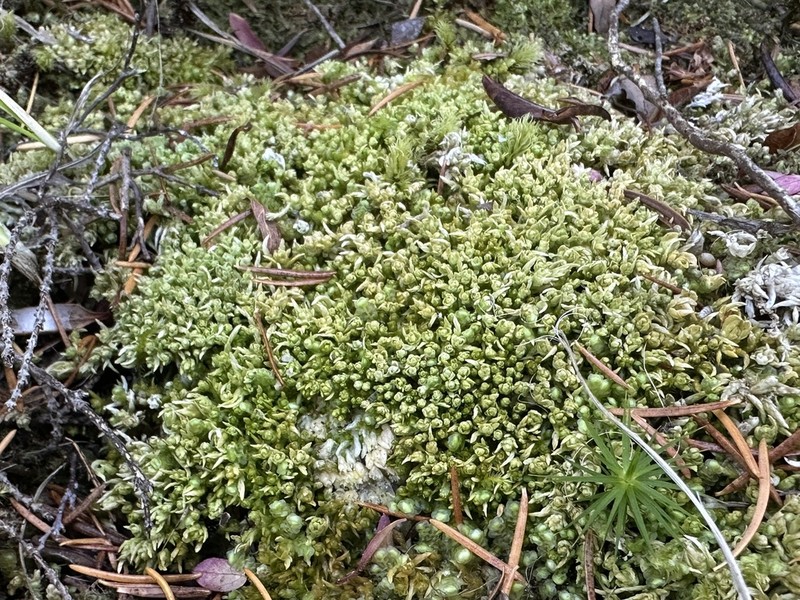 Sphagnum