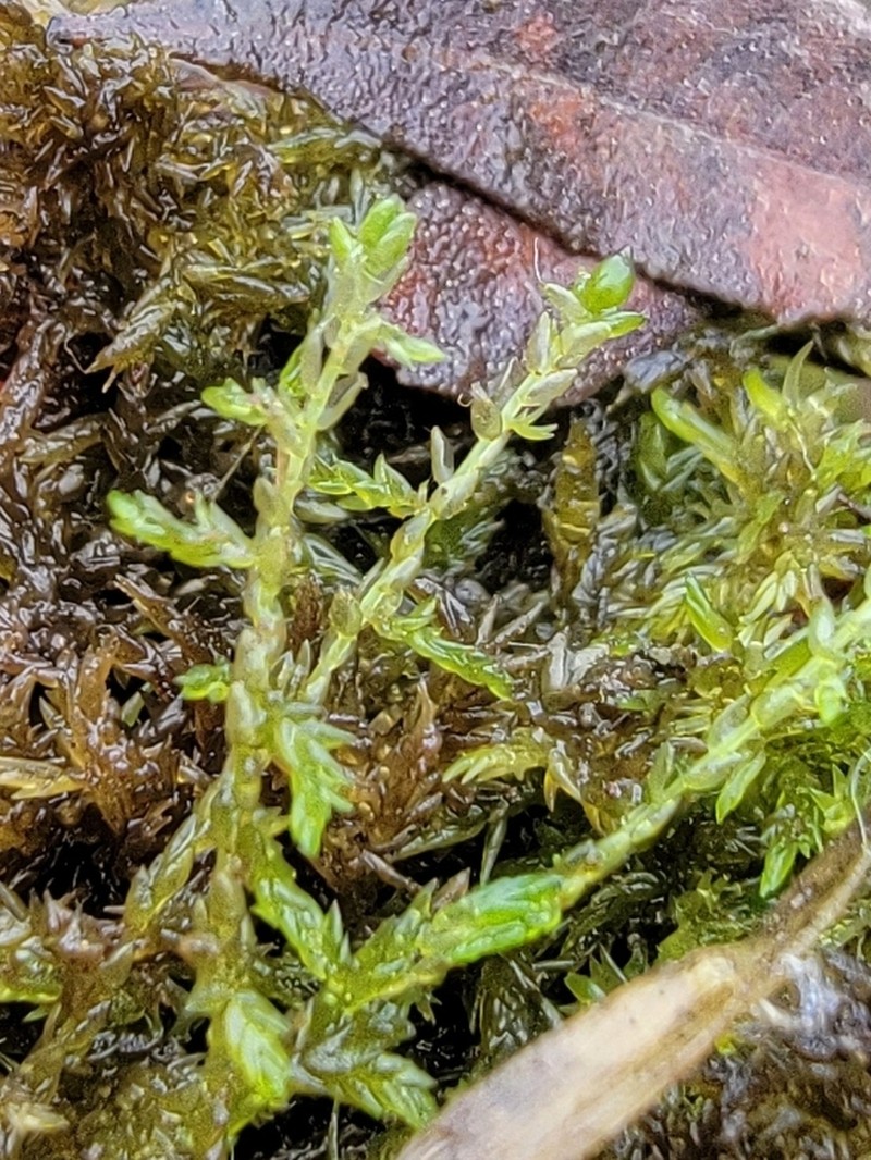 Sphagnum photo 2