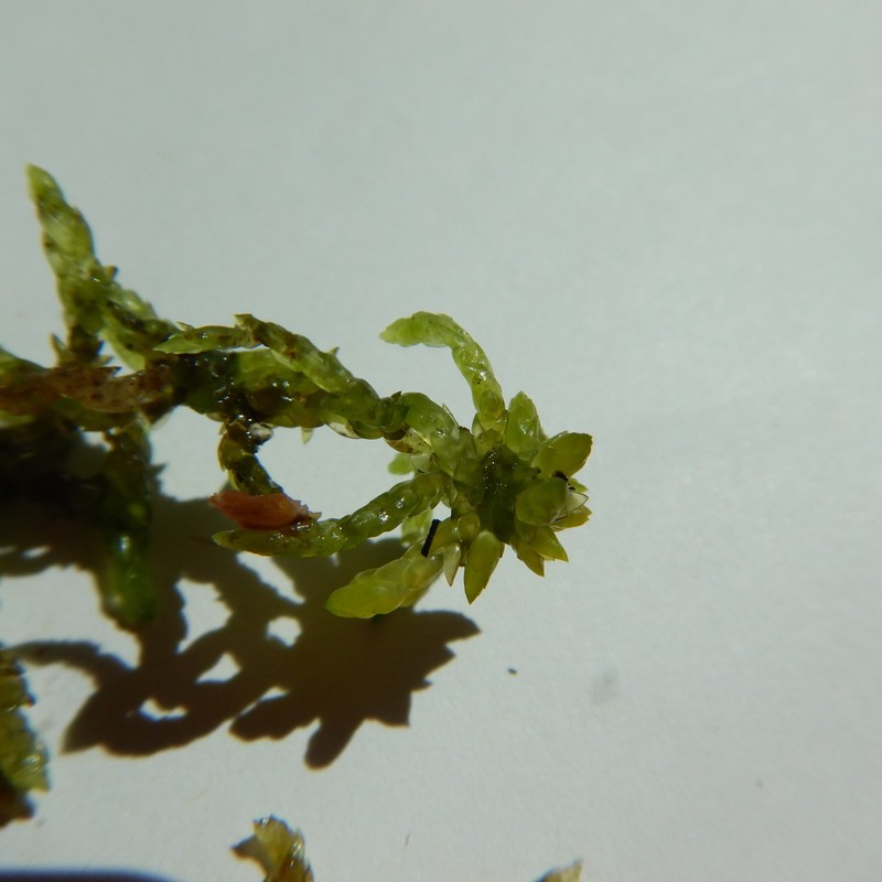 Sphagnum photo 3