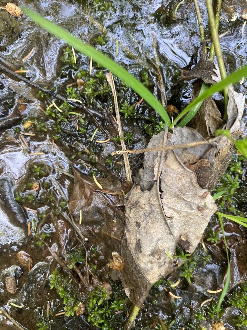 Sphagnum photo 4