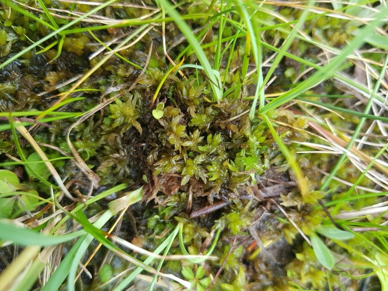 Sphagnum photo 5