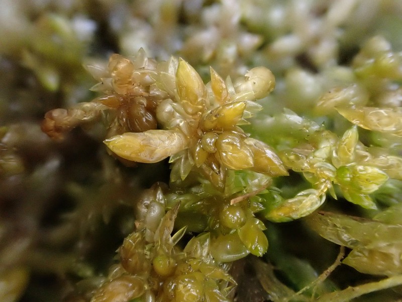 Sphagnum photo 6