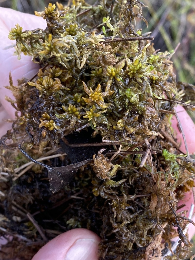 Sphagnum photo 7