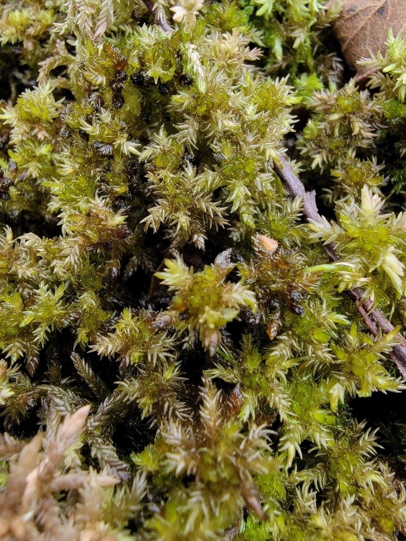 Sphagnum photo 8