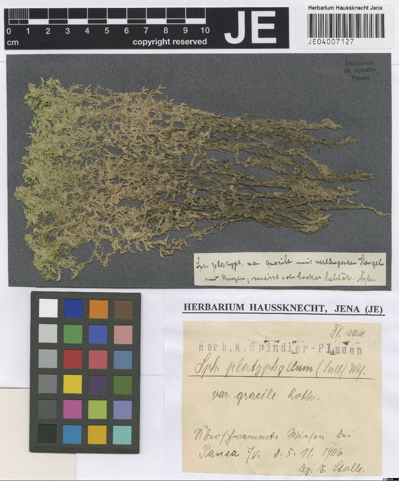 Sphagnum photo 2