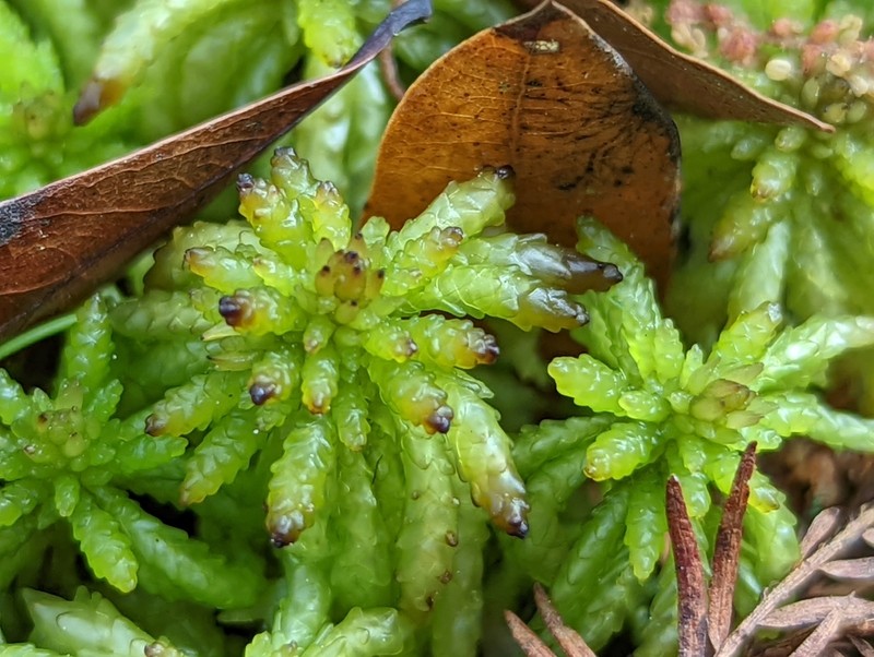 Puerto Rico Sphagnum